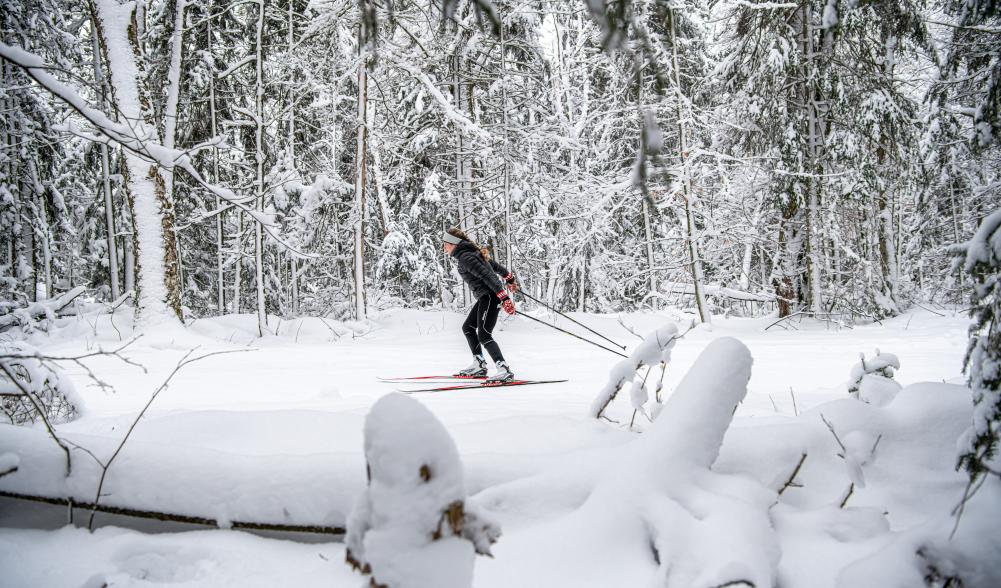 Woman cross-country skiing through a snowy forest.
