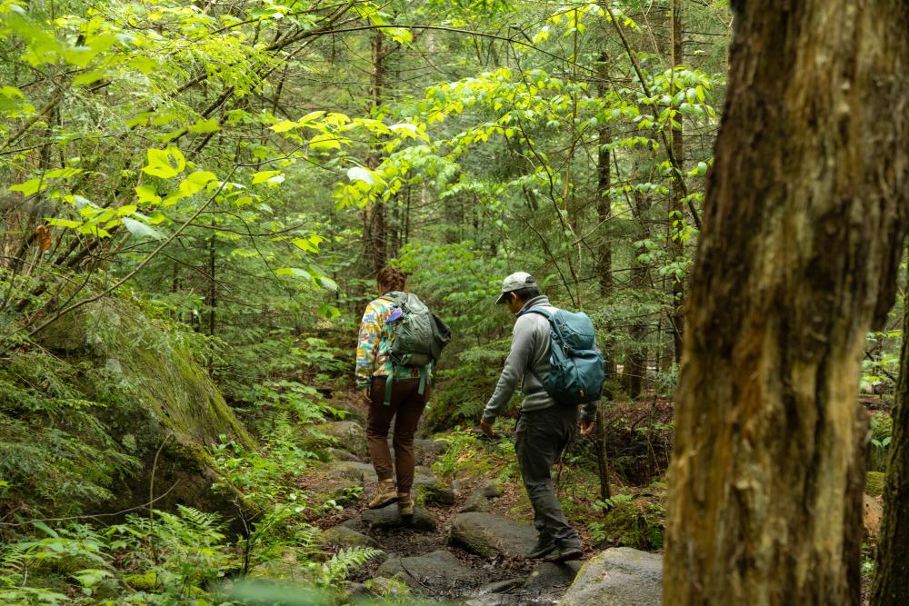 Two hikers walk through a bright green forest