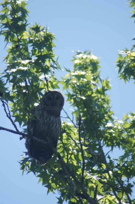 Barred Owl - Ocala National Forest, Florida
