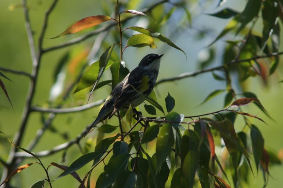 Yellow-rumped Warbler