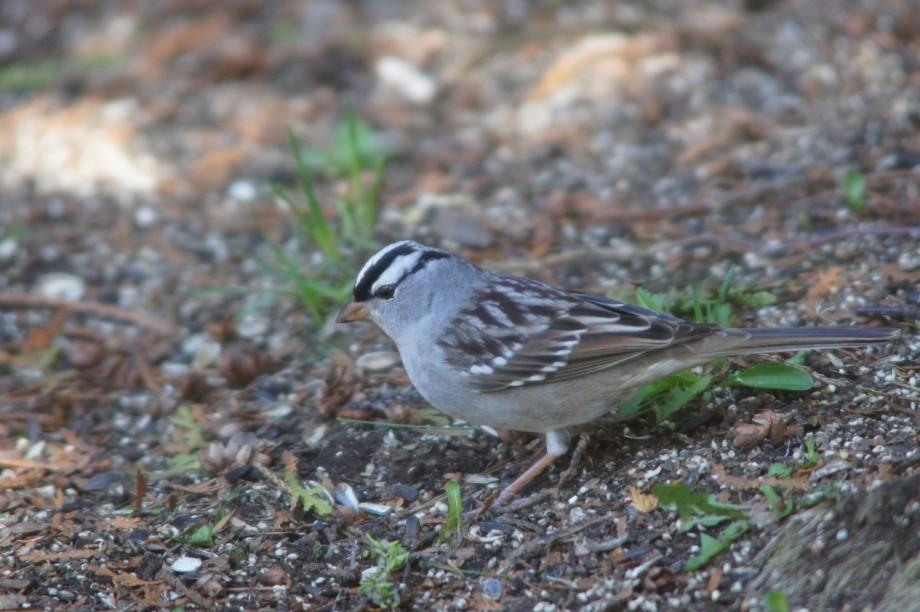 White-crowned Sparrow on ground - Lake Placid, NY