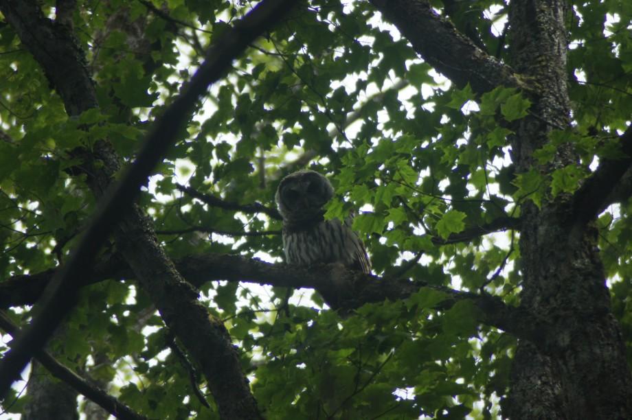 Young Barred owl - St. Regis Mt.