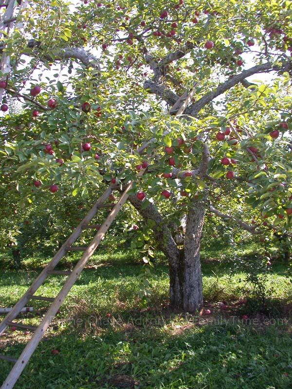 apples at Banker's Orchard