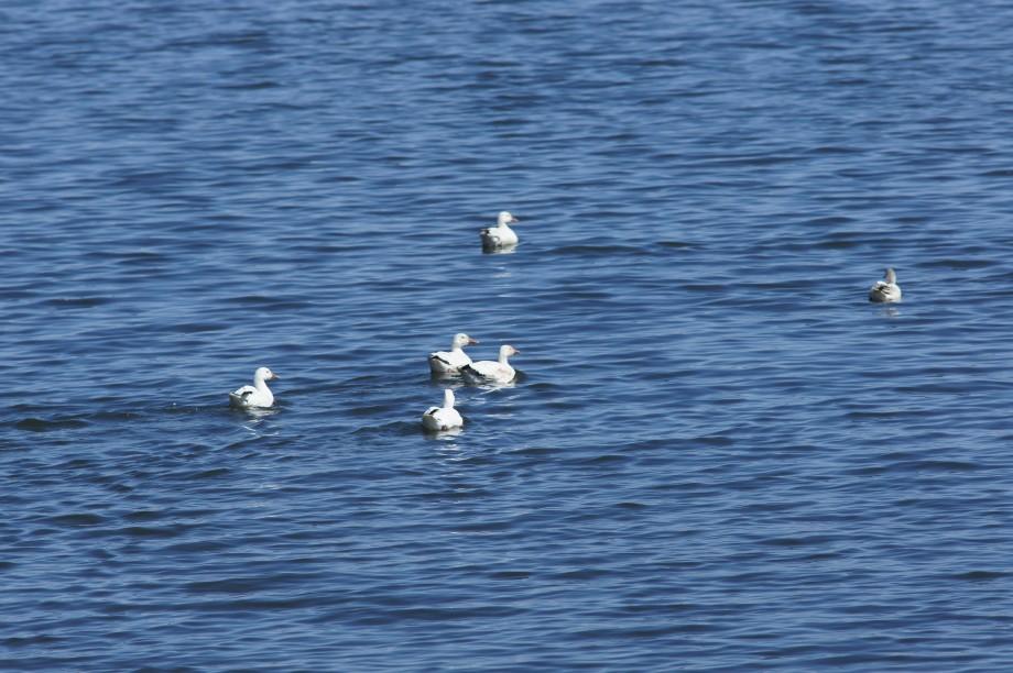 Snow Geese Rouses Point