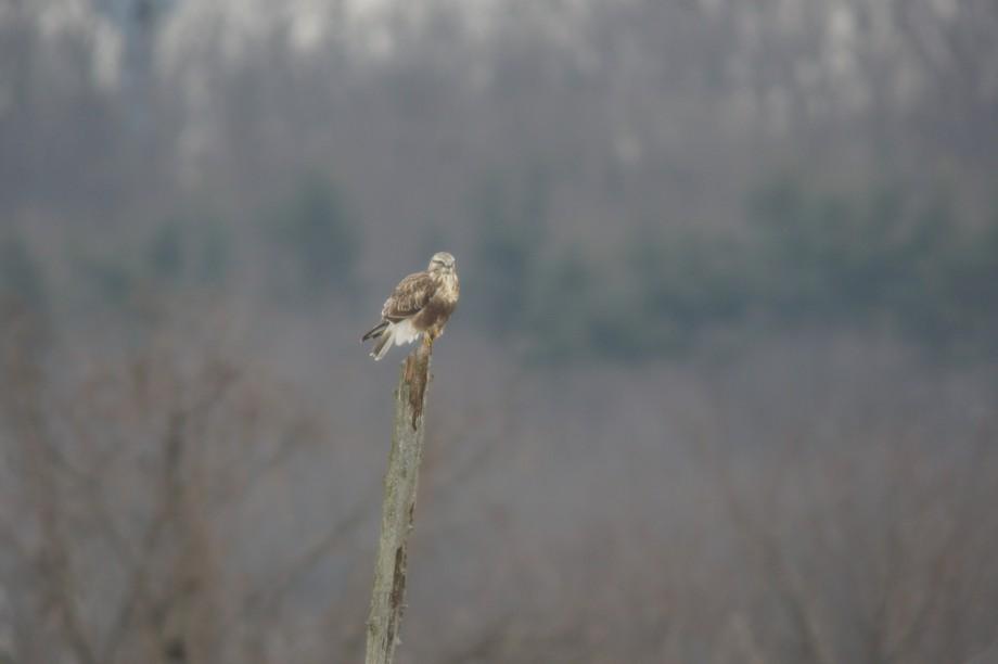 rough-legged hawk