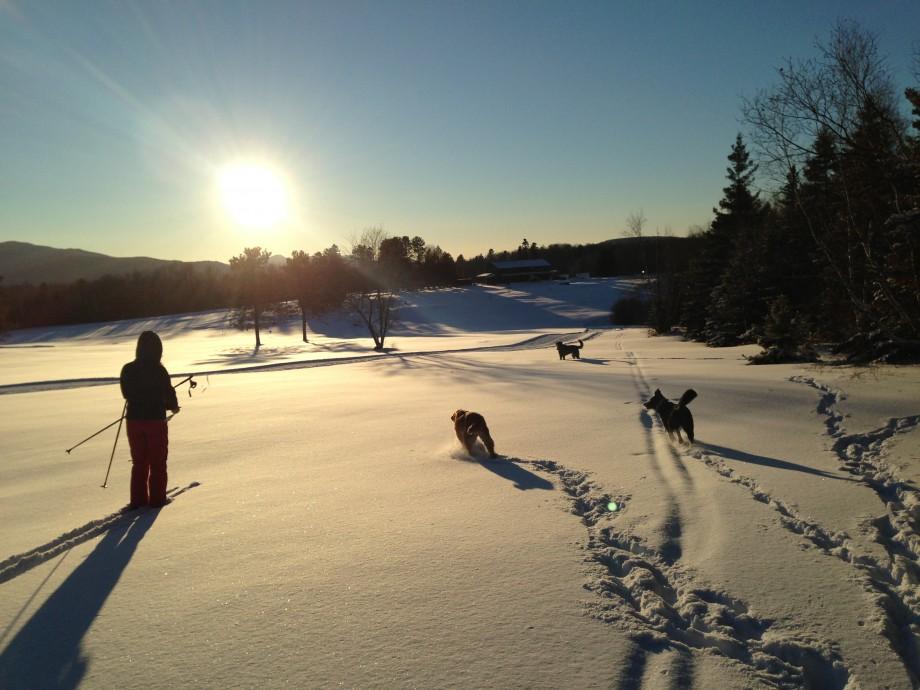 Dogs and Skiers enjoying the beauty of the Jackrabbit Trail