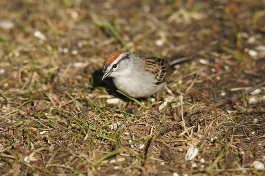 Chipping Sparrow yard