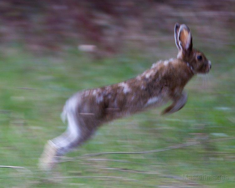 snowshoe hare in transition
