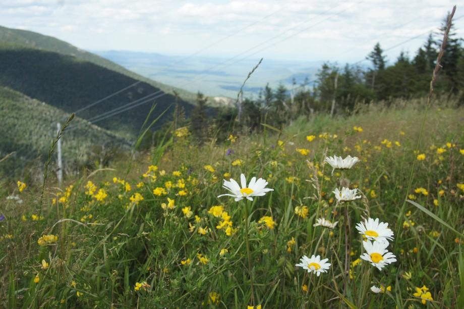 flowers - Little Whiteface