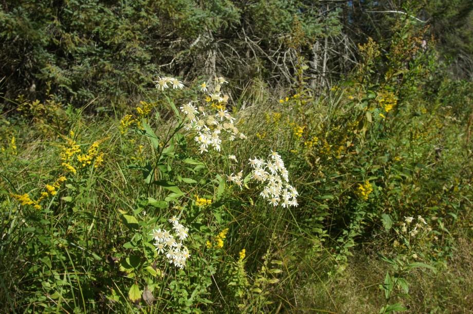 Flat-topped Aster with Goldenrod