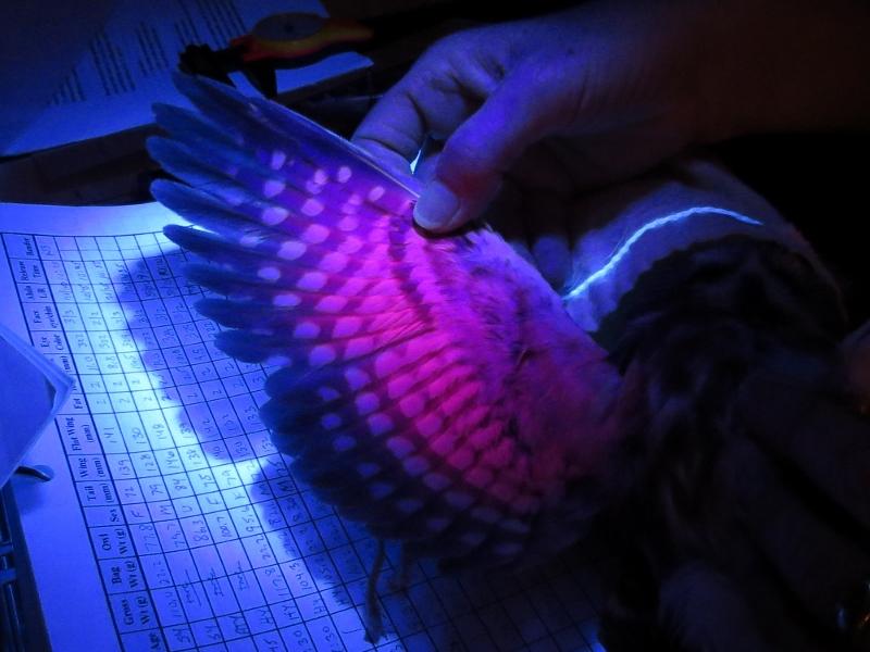 UV light to help determine age of Northern Saw-whet Owl