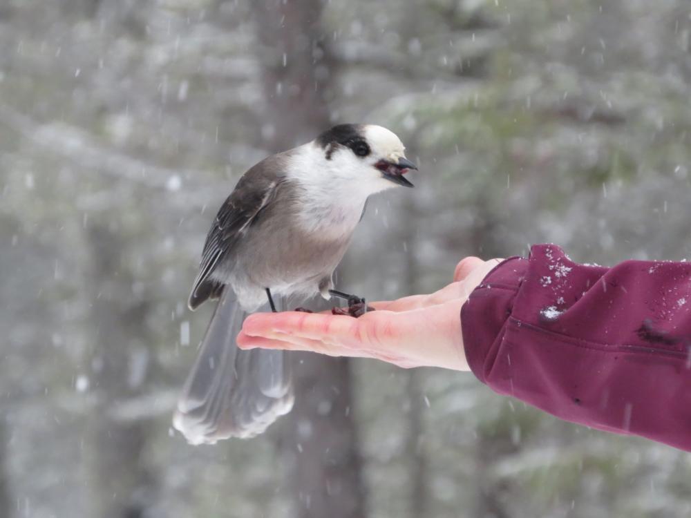 Gray Jay coming to Sarah's hand for raisins!