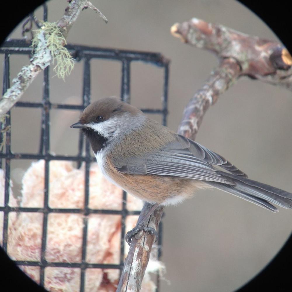 Boreal Chickadee by Joan Collins