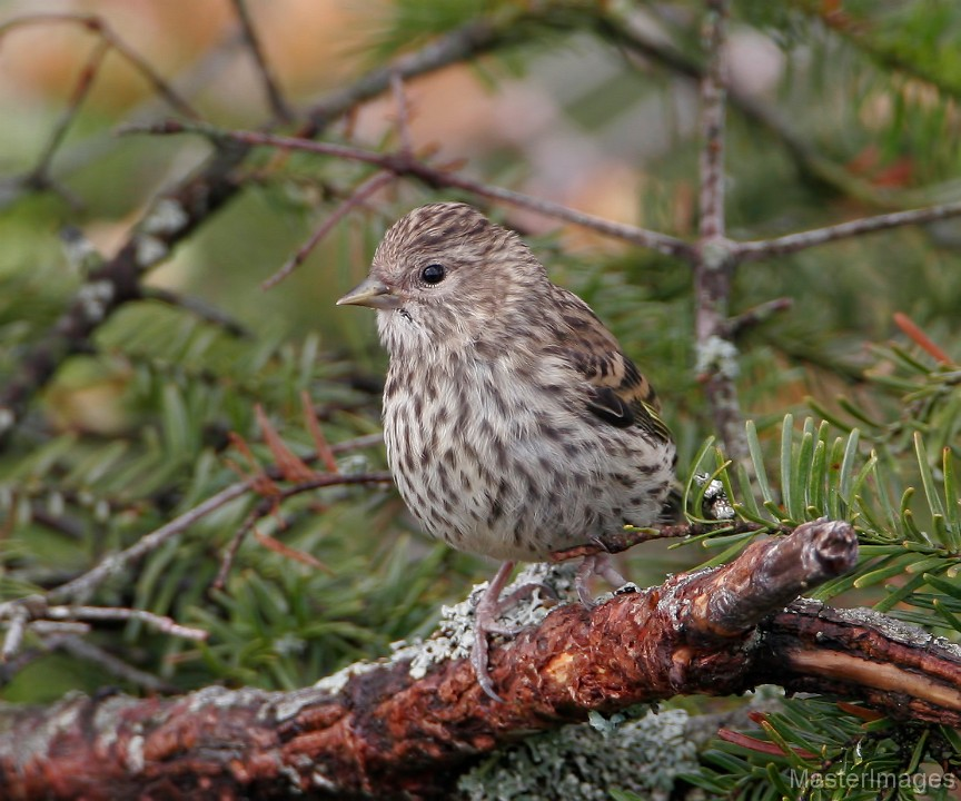 Pine Siskin by Larry Master