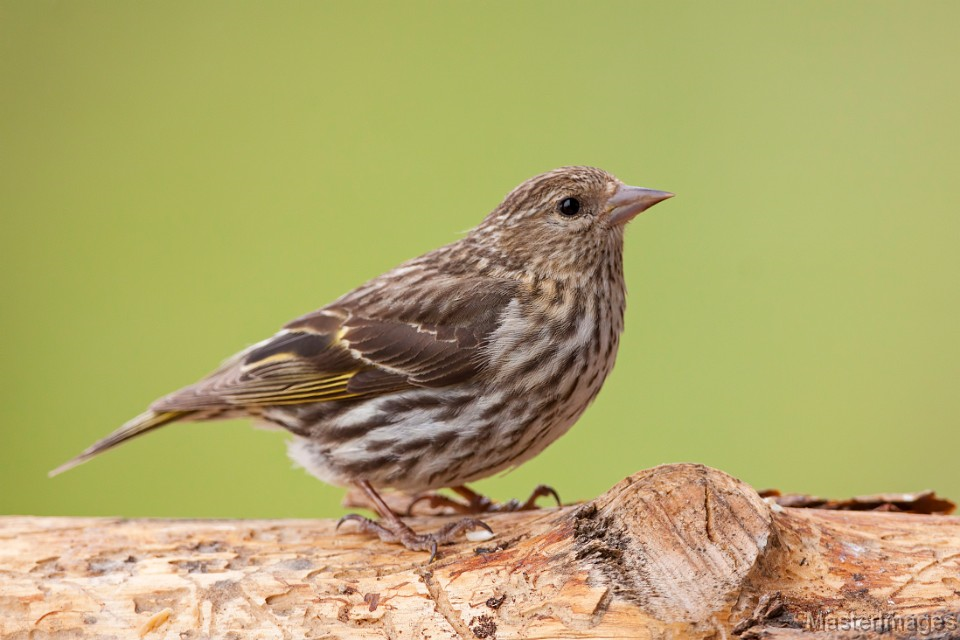 Pine Siskin by Larry Master