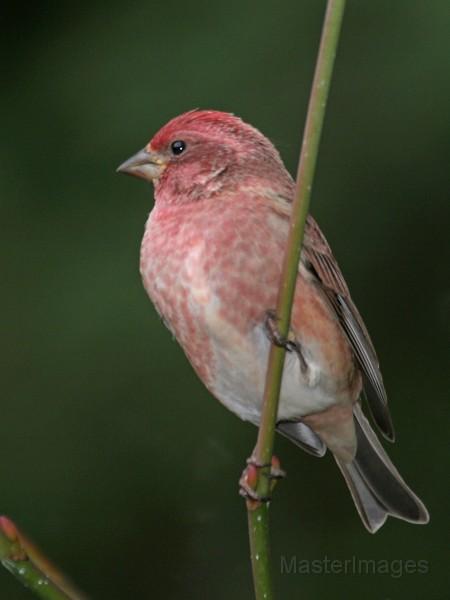 Male Purple Finch by Larry Master