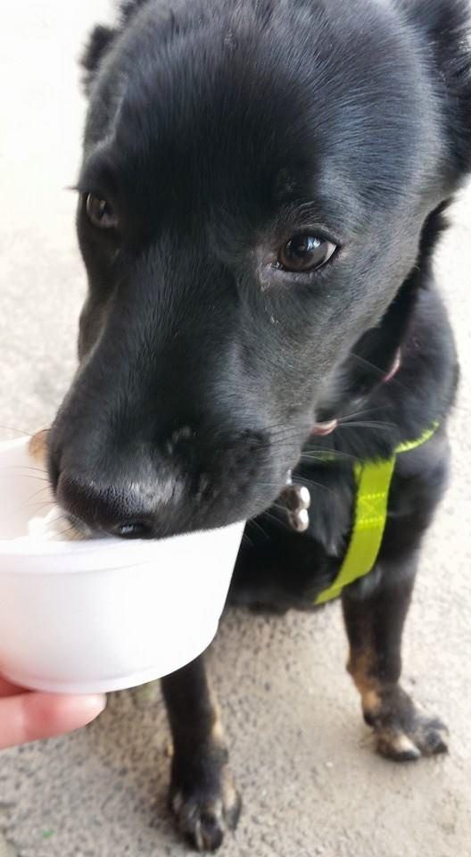 Ice cream is a dog's best friend.