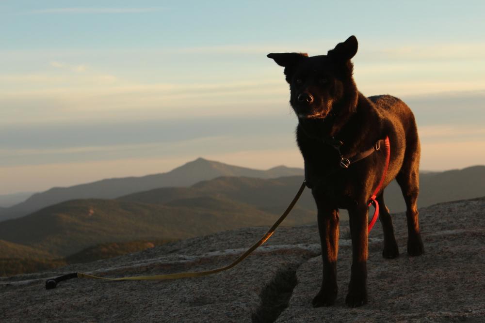 A leashed dog is a happy dog.