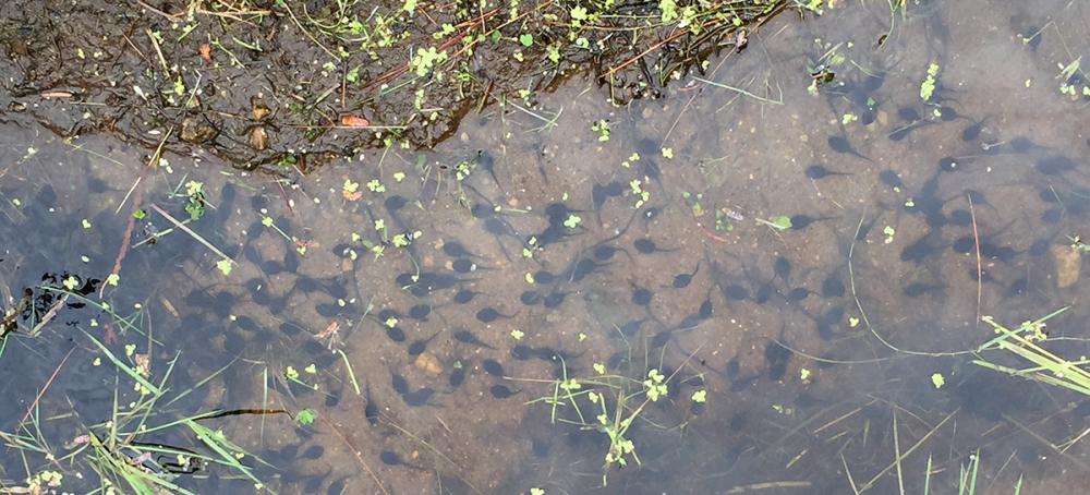 Tadpole-friendly water hazard. Tadpole-friendly water hazard.