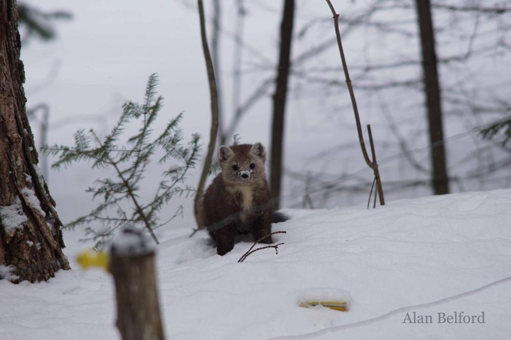The martens are fun to watch, and cute too, as this one was as it nosed its way through the snow.