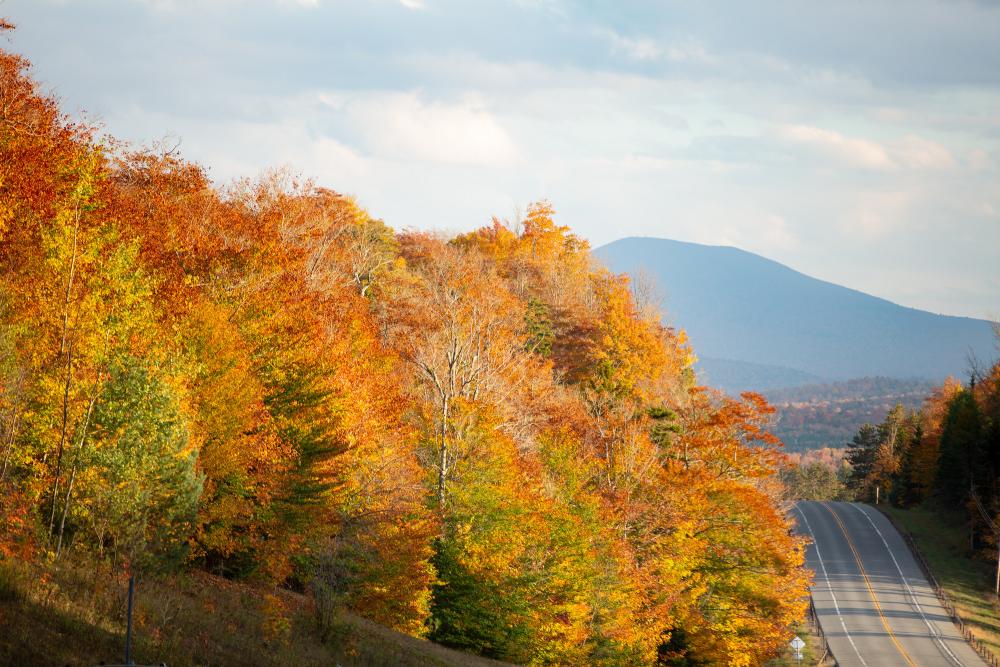 A road cuts through mountains with fall foliage.