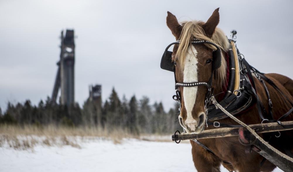 Close up of horse with the Lake Placid Ski Jumps in the background.