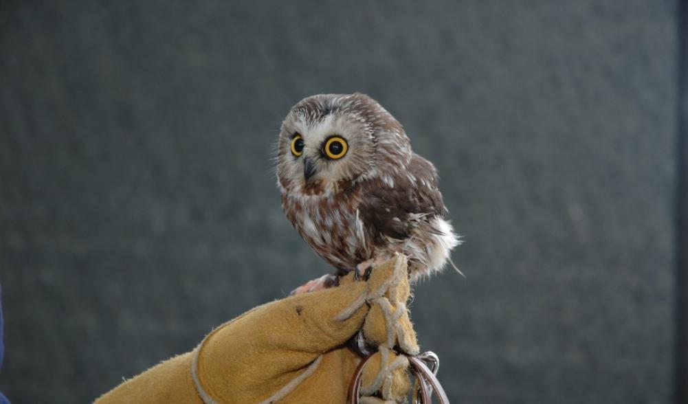 A captive, injured saw-whet owl used as an education bird, shows how small saw-whets can be.  Photo courtesy of Steph Hample.