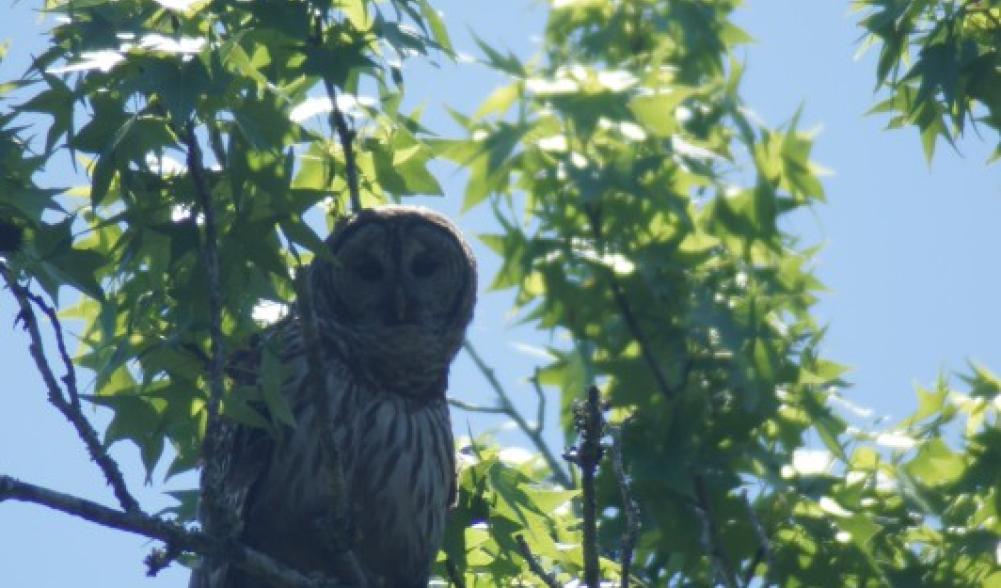 Barred Owl - Ocala National Forest, Florida