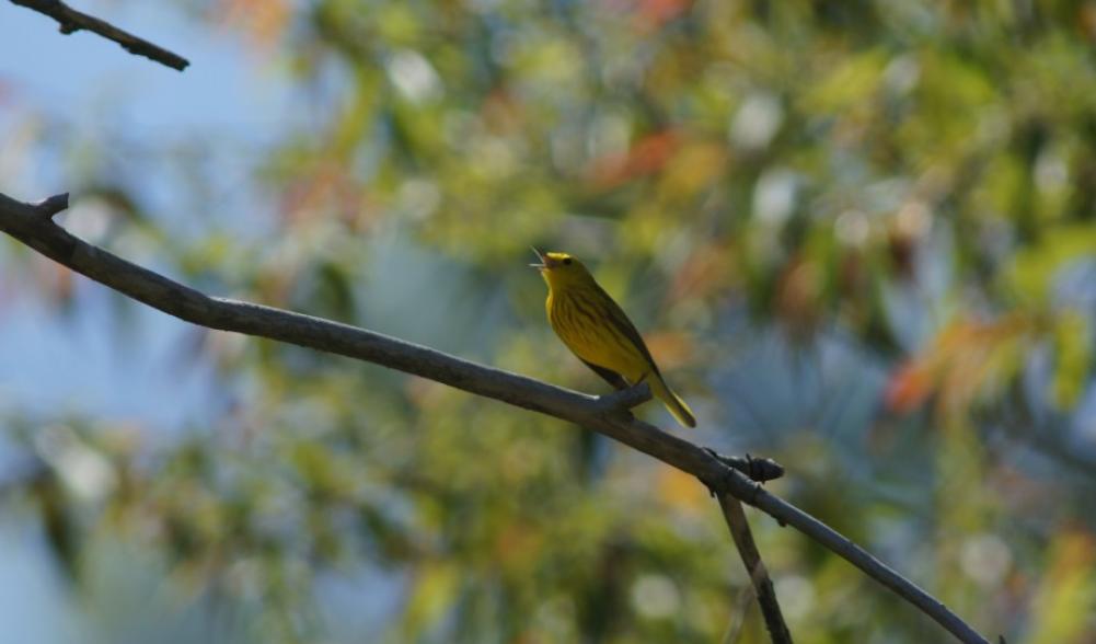 Yellow Warbler Male