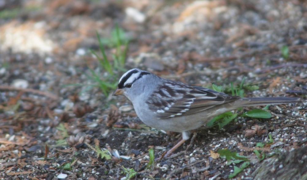 White-crowned Sparrow on ground - Lake Placid, NY