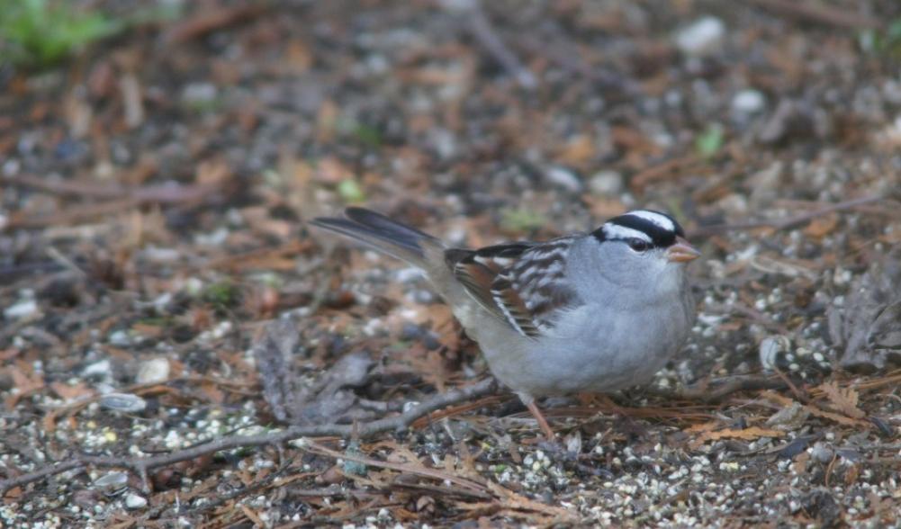 White-crowned Sparrow - Lake Placid, NY