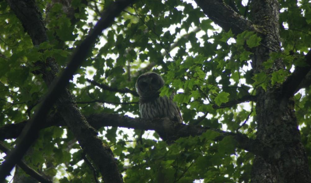 Young Barred owl - St. Regis Mt.