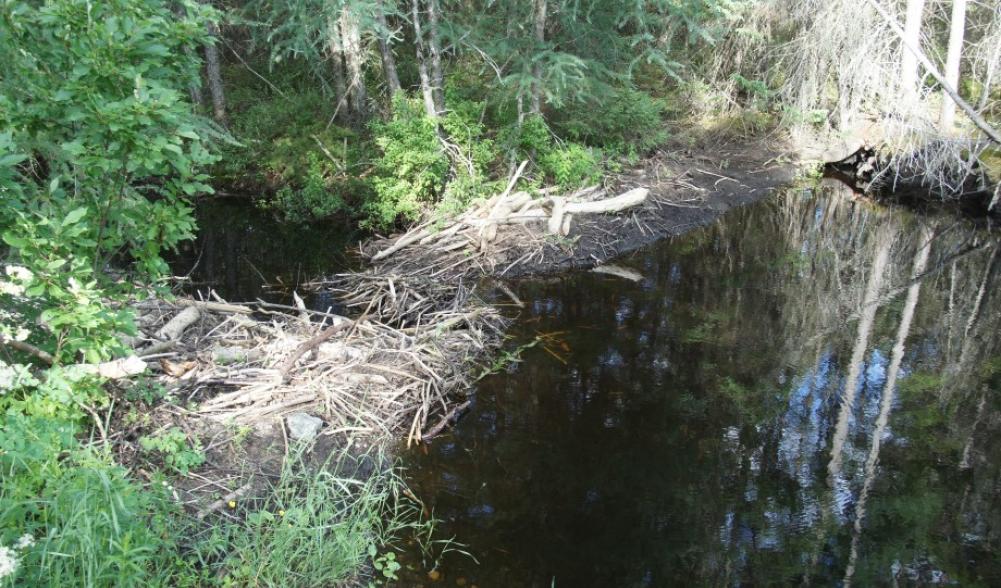 beaver dam - Bloomingdale Bog