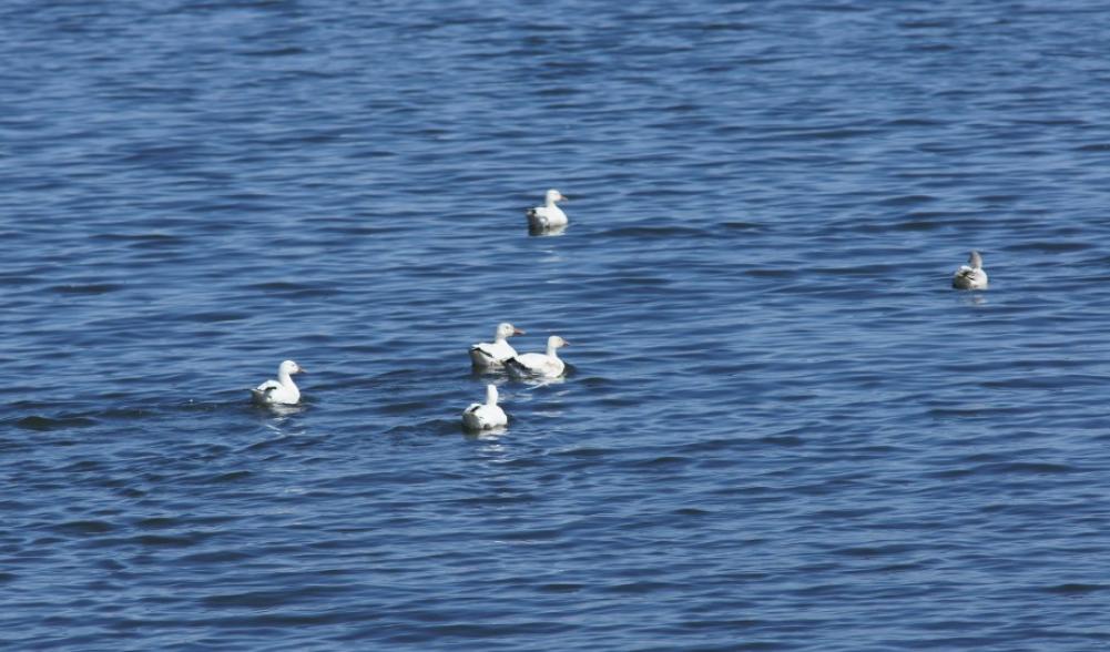 Snow Geese Rouses Point