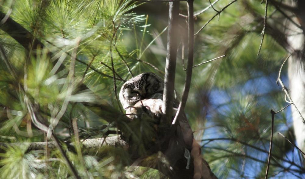 boreal owl Quebec