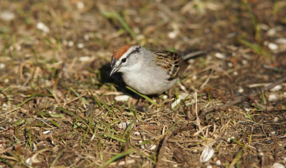 Chipping Sparrow yard