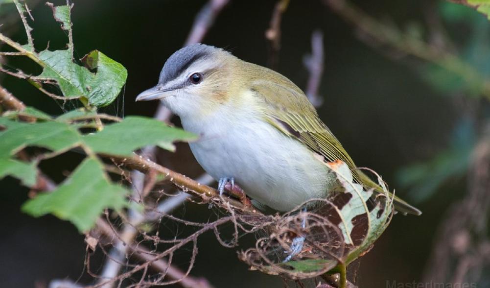 red-eyed vireo - Larry