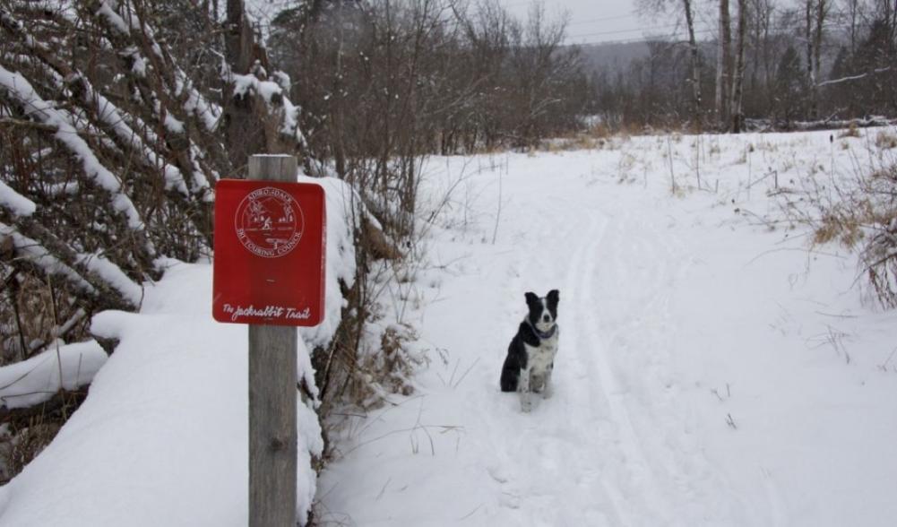 Many sections of the Jackrabbit Trail are great places to ski with dogs