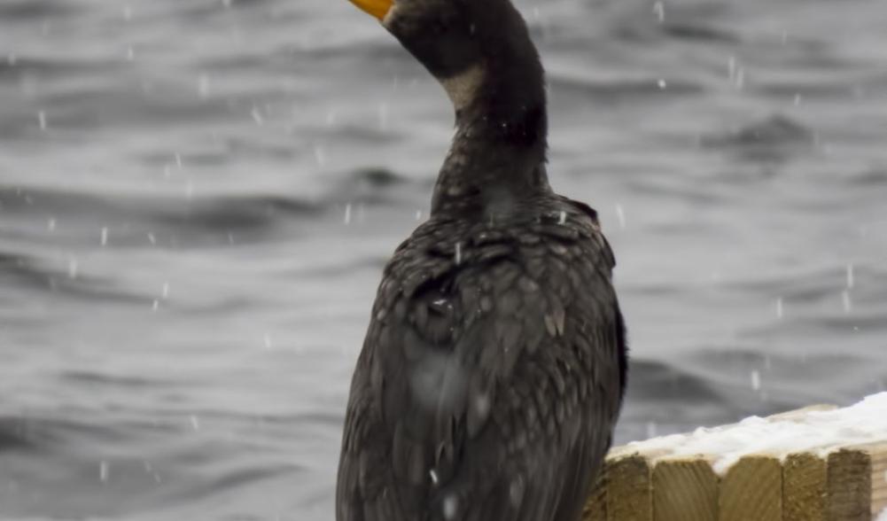 Double-crested Cormorant by Larry Master