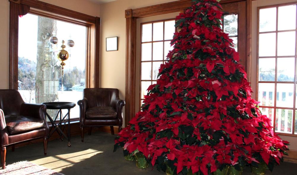 Poinsettias can do incredible things when they put their minds to it.