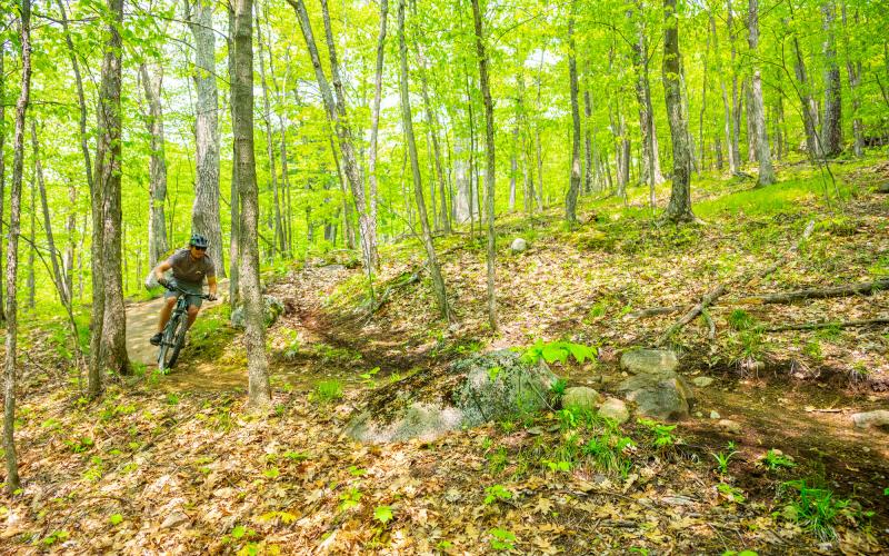 A mountain biker rides through a green forest