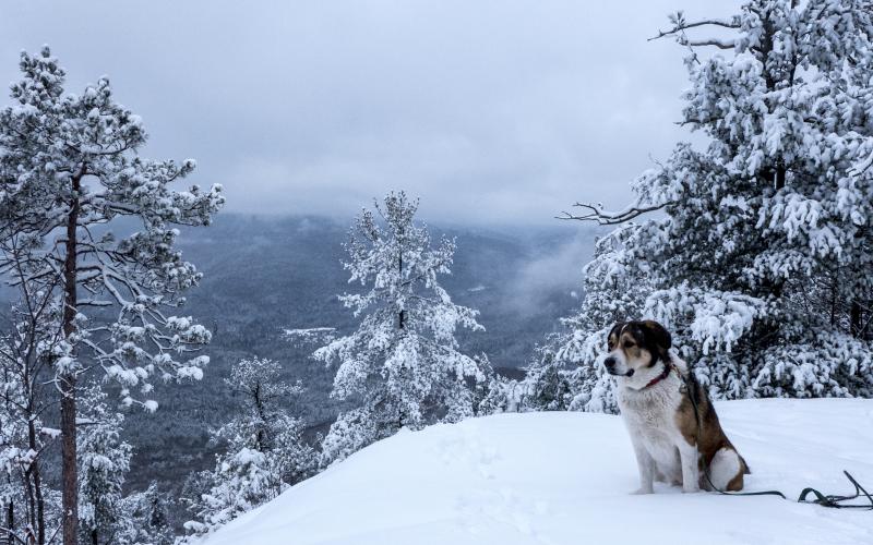 Winter summiting with a dog means making sure their paws are protected.
