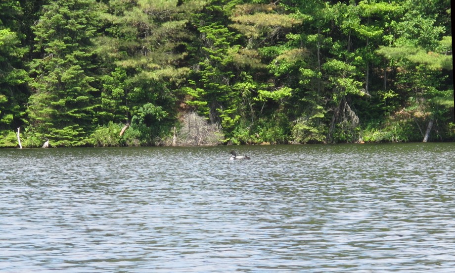 Loon and chick