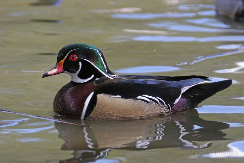 Wood Duck by Larry Master