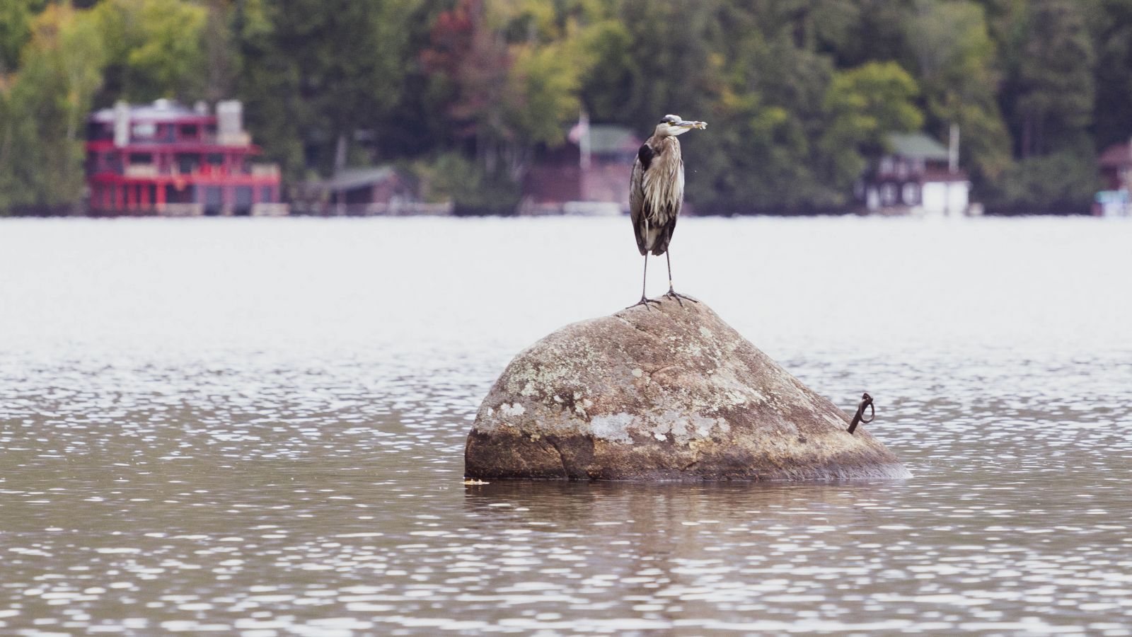 What a wonderful surprise this morning to get to see a Blue Heron hanging out at the lake.