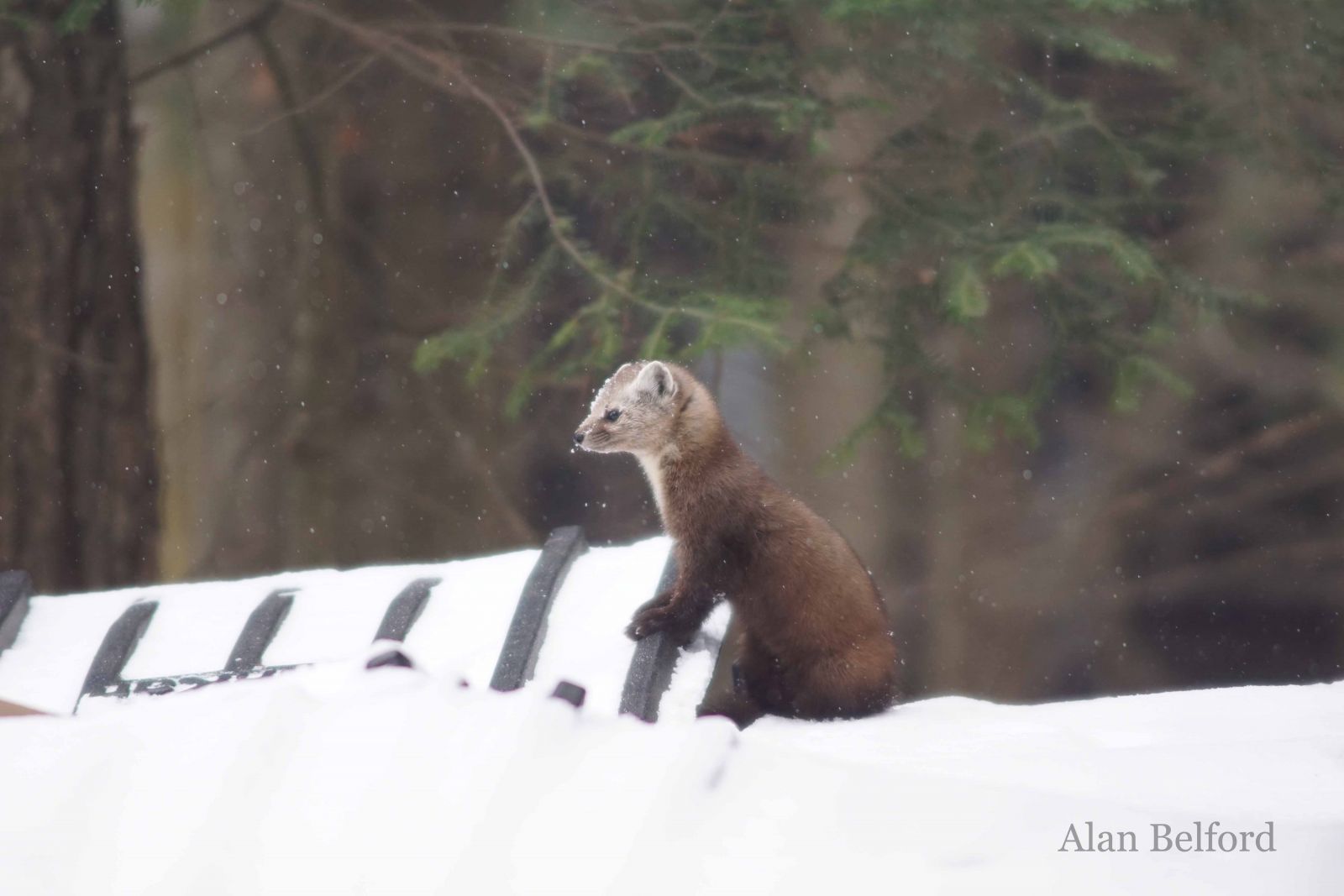 A marten looks around from its perch atop a dumpster.