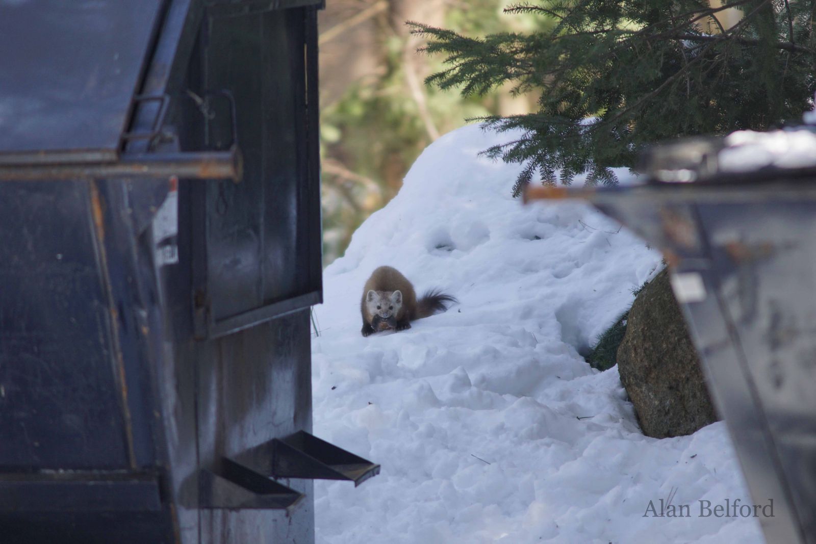 This marten caught a short-tailed shrew&#44; a natural food amidst the temptation of less natural options.