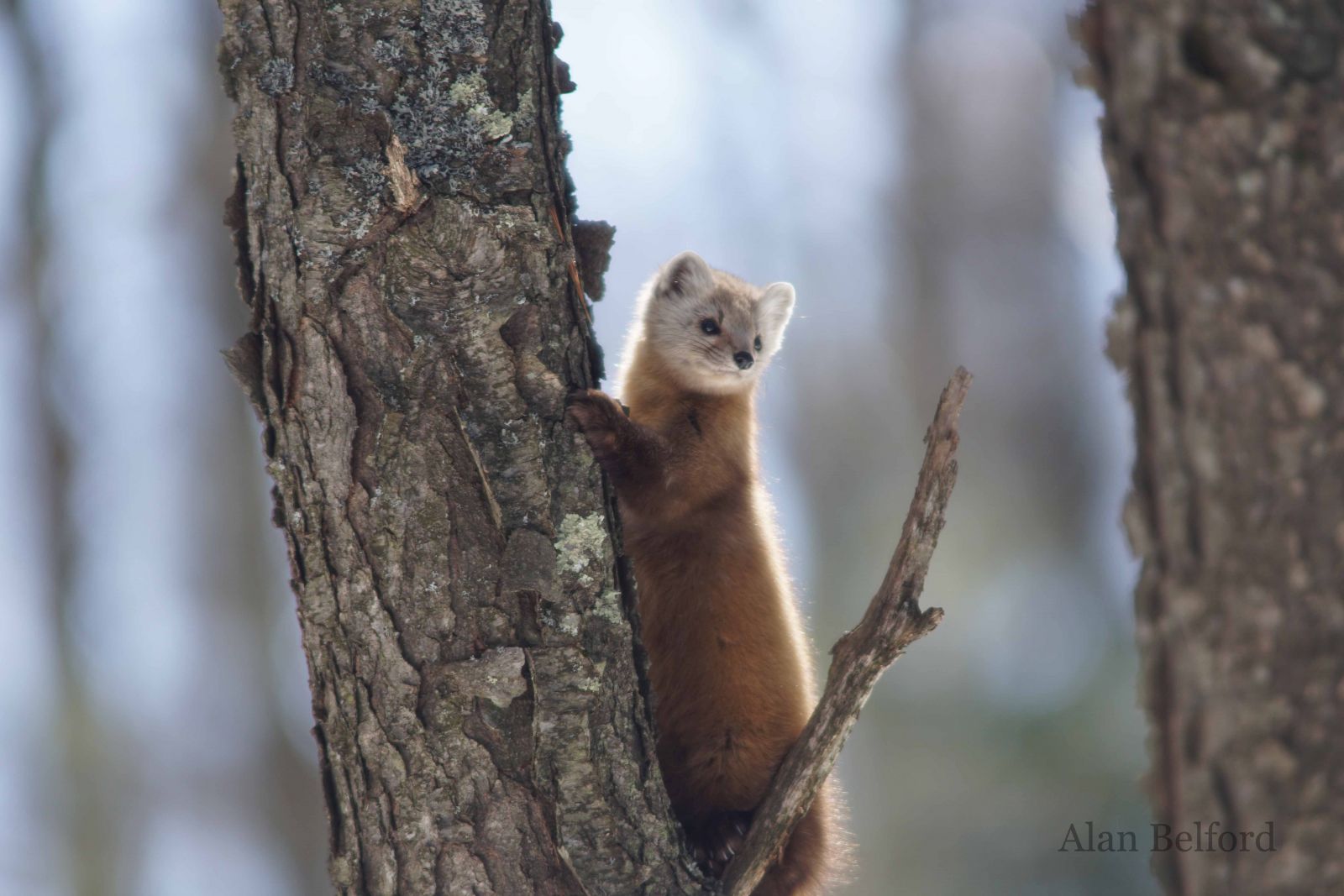 This marten eyed me curiously as I stood quietly waiting.