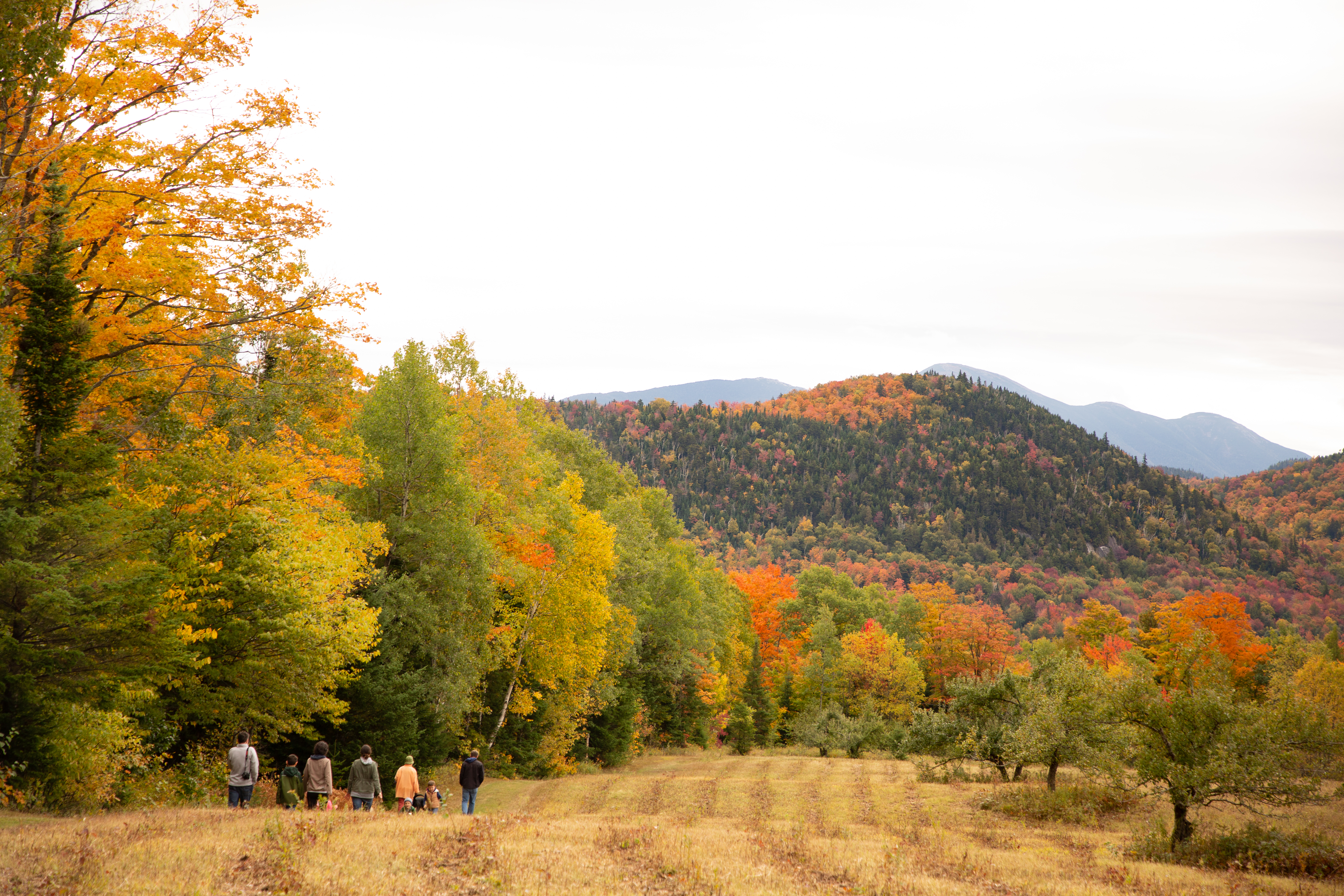 A group of people walk on a field amid mountain fall foliage.