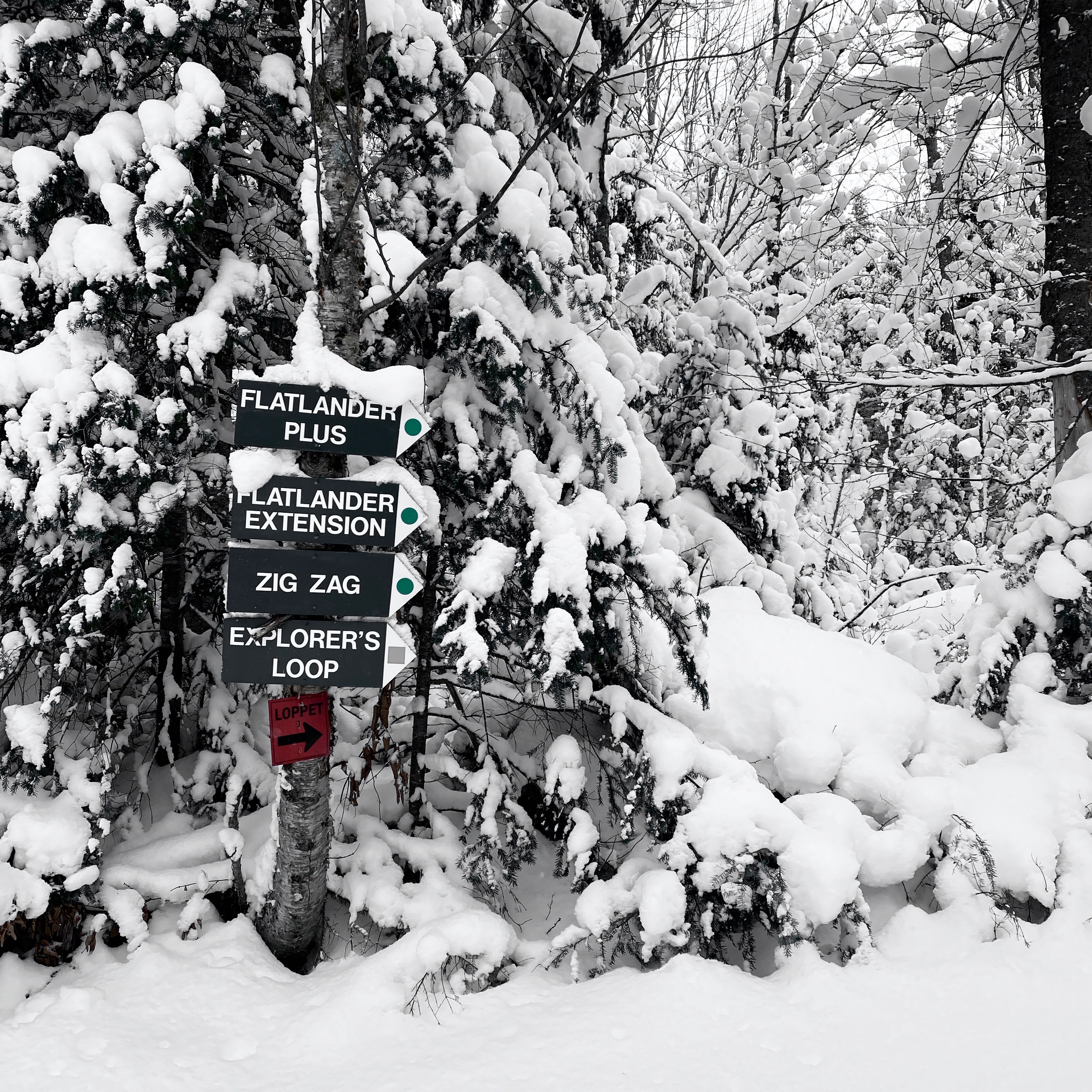 Cross-country ski trail with trail signs.